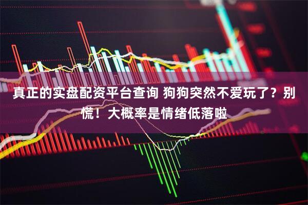真正的实盘配资平台查询 狗狗突然不爱玩了？别慌！大概率是情绪低落啦