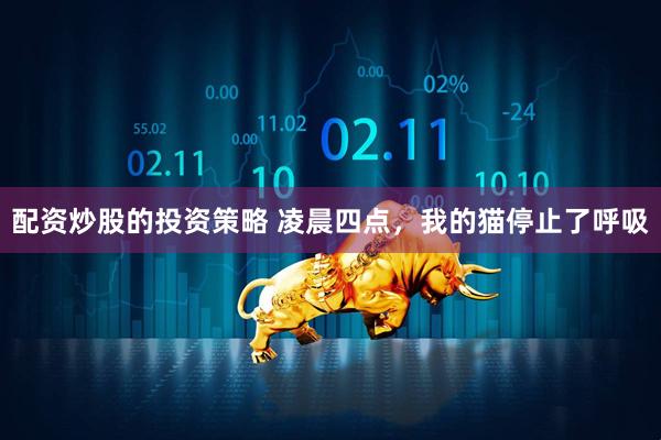 配资炒股的投资策略 凌晨四点，我的猫停止了呼吸